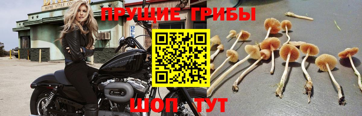Балтийск  Псилоцибиновые грибы GOLDEN TEACHER  Вход с VPN 